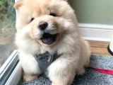 Chow Chow Erkek Di̇şi̇ Yavrularimiz