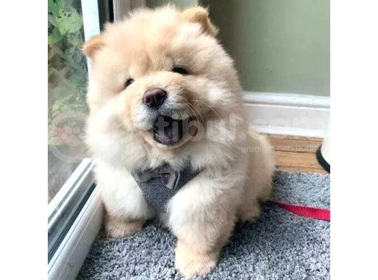 Chow Chow Erkek Di̇şi̇ Yavrularimiz görsel