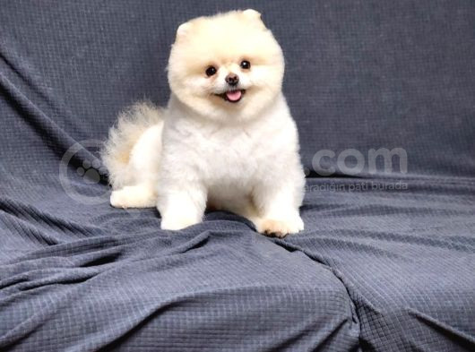 15 Aylık Erkek Krem Pomeranian  görsel