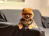 16 Aylık Erkek Pomeranian 