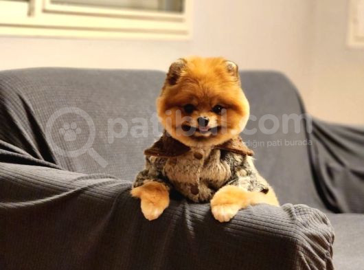 16 Aylık Erkek Pomeranian  görsel