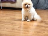 15 Aylık Erkek Krem Pomeranian 
