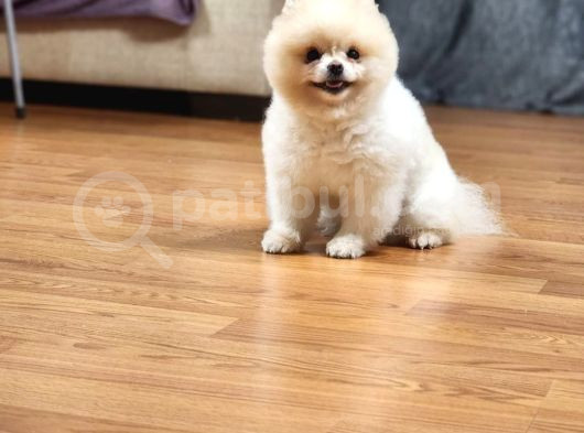 15 Aylık Erkek Krem Pomeranian  görsel