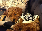 Toy poodle