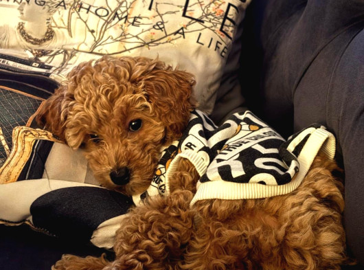 Toy Poodle