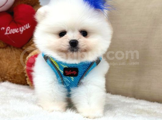 POMERANİAN BOO-sPİTZ YAVRULARIMIZ HAZIRDIR