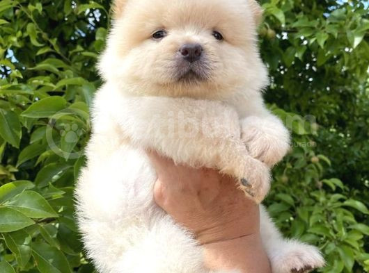 Chow Chow Erkek Di̇şi̇ Yavrularimiz görsel