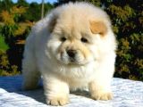 CHOW CHOW ERKEK DİŞİ YAVRULARIMIZ
