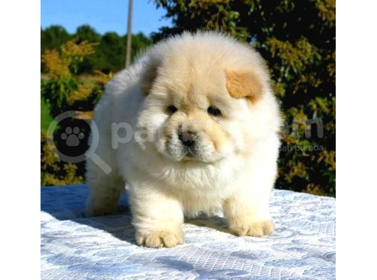 CHOW CHOW ERKEK DİŞİ YAVRULARIMIZ