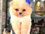 Pomerani̇an Boo-Spi̇tz Yavrularimiz Hazirdir