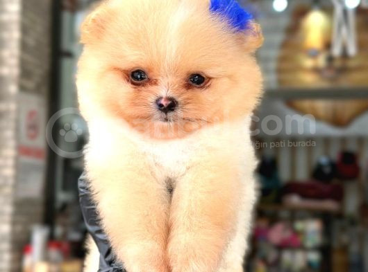 Pomerani̇an Boo-Spi̇tz Yavrularimiz Hazirdir görsel