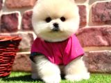 Pomerani̇an Teddy Bear Yavrularimiz