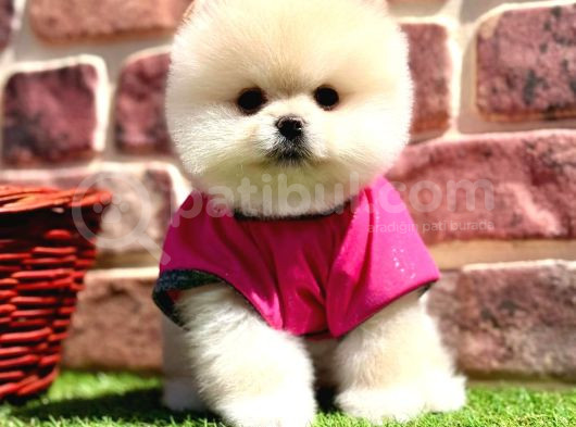 Pomerani̇an Teddy Bear Yavrularimiz görsel
