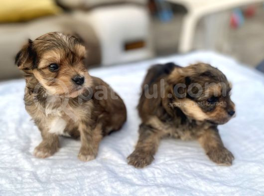 Mini Boy Erkek Morki̇e Yavrularim görsel