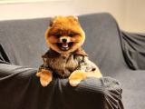 16 Aylık Erkek Pomeranian 