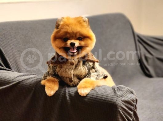 16 Aylık Erkek Pomeranian  görsel