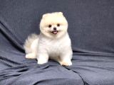 15 Aylık Erkek Krem Pomeranian 