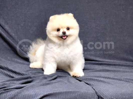 15 Aylık Erkek Krem Pomeranian  görsel