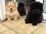 Chow Chow Erkek Di̇şi̇ Yavrularimiz