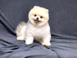 15 Aylık Erkek Krem Pomeranian 