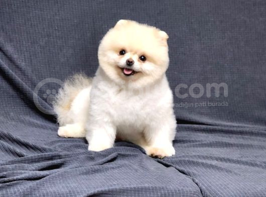 15 Aylık Erkek Krem Pomeranian  görsel
