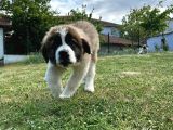 Dev Erkek Saind Bernard