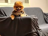 16 Aylık Erkek Pomeranian 