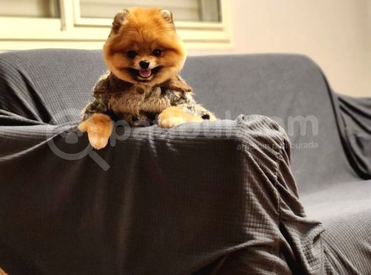 16 Aylık Erkek Pomeranian  görsel