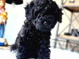 ÇOK ÖZEL KORE KAN SİYAH TOY POODLE YAVRULARI