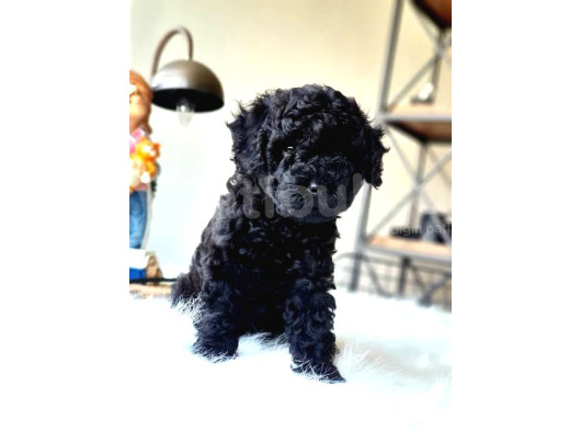 Çok Özel Kore Kan Si̇yah Toy Poodle Yavrulari