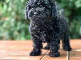 Çok Özel Kore Kan Si̇yah Toy Poodle Yavrulari