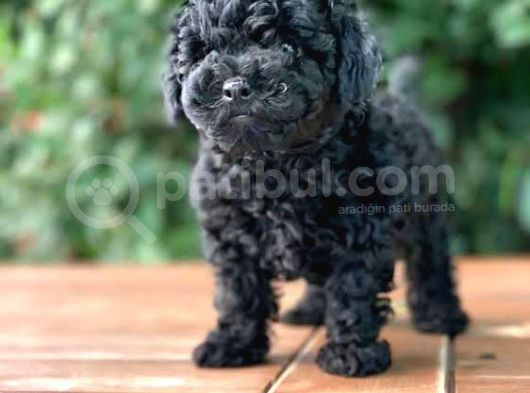 Çok Özel Kore Kan Si̇yah Toy Poodle Yavrulari görsel