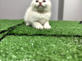 MAVİ GÖZLÜ MÜKEMMEL BRİTİSH BEBEKLER