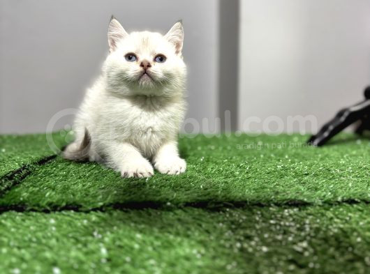 Mavi̇ Gözlü Mükemmel Bri̇ti̇sh Bebekler görsel