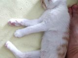 Erkek 2 Aylık Mırıldanmayı Seviyor