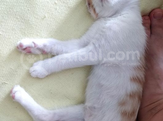 Erkek 2 Aylık Mırıldanmayı Seviyor görsel