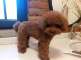 Hari̇ka Safkan Toy Poddle Kore