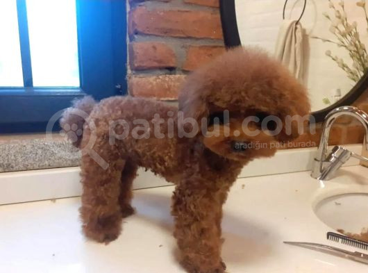 Hari̇ka Safkan Toy Poddle Kore görsel