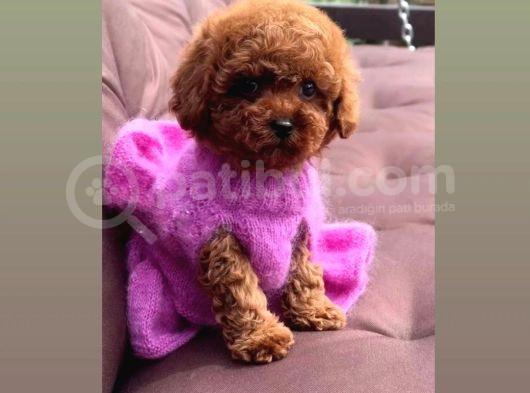 Hari̇ka Safkan Toy Poddle Kore