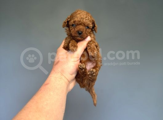 Kore Teacup Red Brown Yavrumuz görsel
