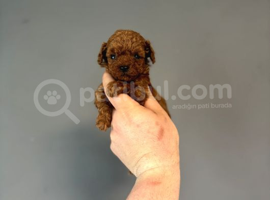 Kore Teacup Red Brown Yavrumuz görsel