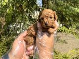 Tea Cup Toy Poodle Yavrularimiz