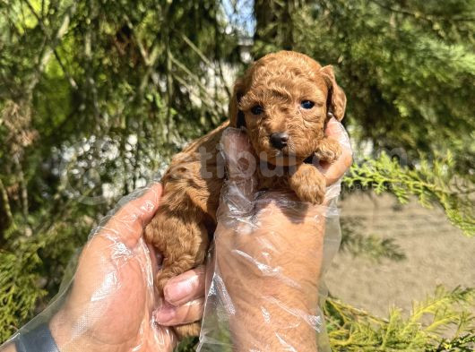 Tea Cup Toy Poodle Yavrularimiz görsel