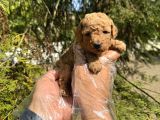Tea Cup Toy Poodle Yavrularimiz
