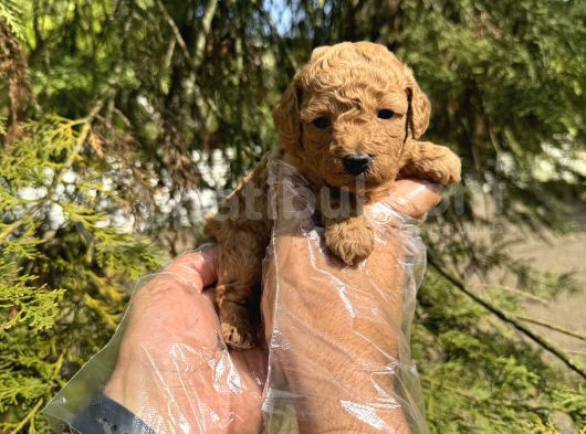 Tea Cup Toy Poodle Yavrularimiz görsel