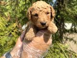 Tea Cup Toy Poodle Yavrularimiz
