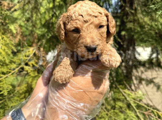 Tea Cup Toy Poodle Yavrularimiz görsel