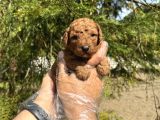 TEA CUP TOY POODLE YAVRULARIMIZ