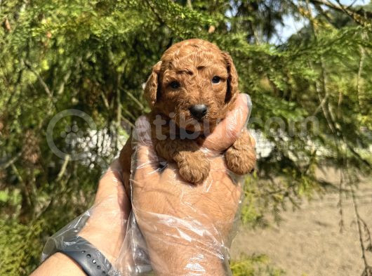 TEA CUP TOY POODLE YAVRULARIMIZ