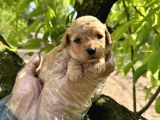 Tea Cup Toy Poodle Yavrularimiz